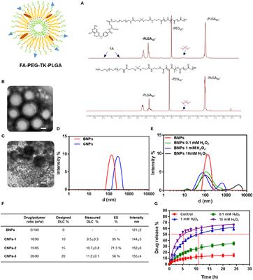 Celastrol Loaded Nanoparticles With ROS-Response and ROS-Inducer for the Treatment of Ovarian Cancer